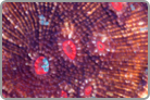 Monster Red Eye Chalice. Fiji Collected